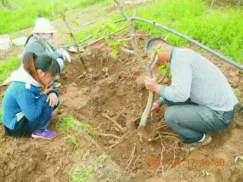 中国农科院樱桃树根瘤.根腐病查看现场