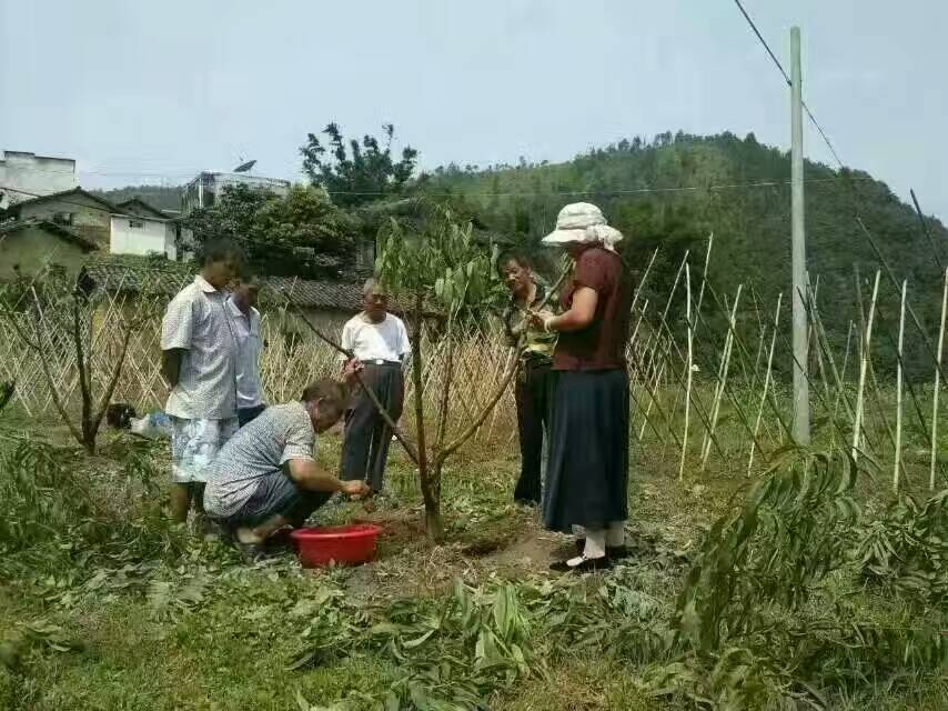 广东水蜜桃树根腐病.流胶病现场查看与治疗