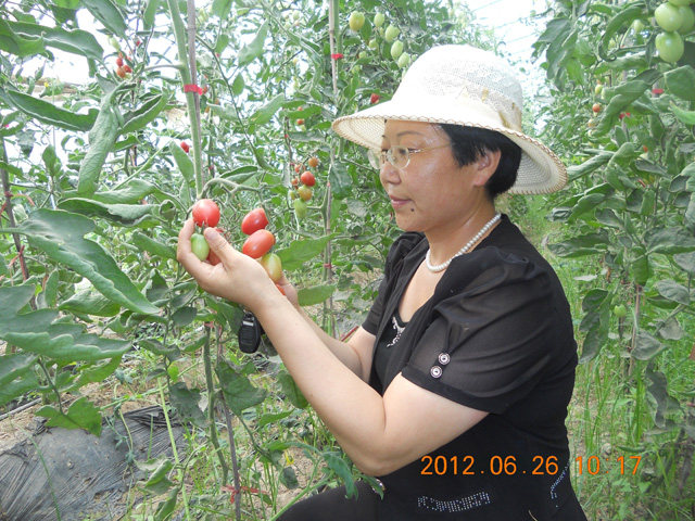 绿色生物有机肥使用基地，发明人徐贵阁现场查看指导