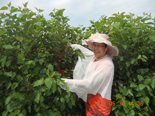 发明人徐贵阁现场指导使用徐氏绿色生物有机肥桑椹种植采摘园