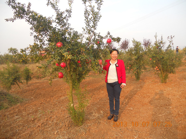 发明人徐贵阁观看石榴种植基地